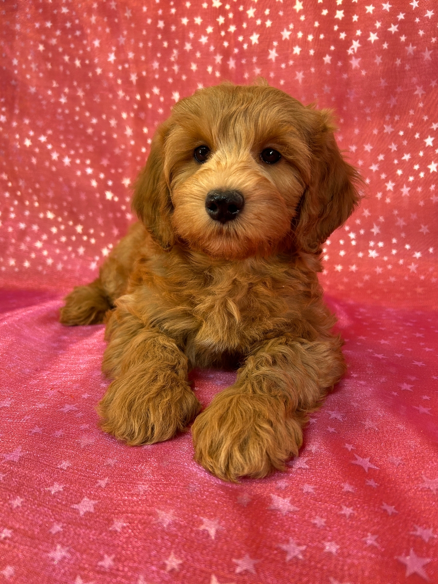 Male Mini Schnoodle Puppy for Sale DOB 1-26-2025 $950